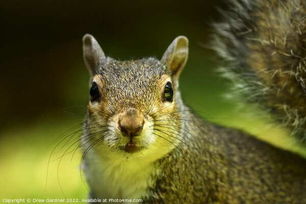 Inquisitive Squirrel  Picture Board by Drew Gardner