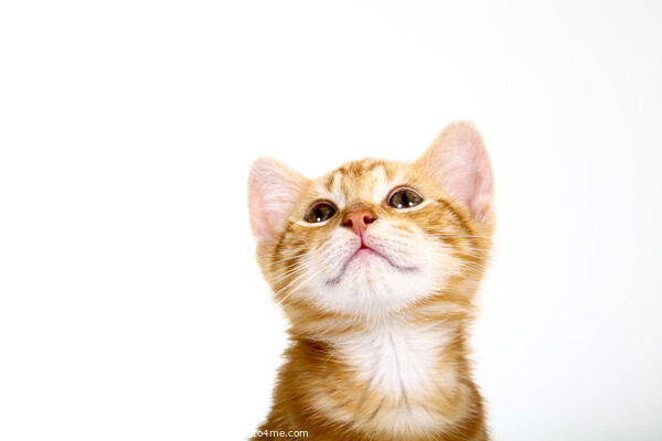 Ginger Kitten Picture Board by Drew Gardner