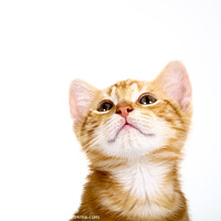 Buy canvas prints of Ginger Kitten by Drew Gardner