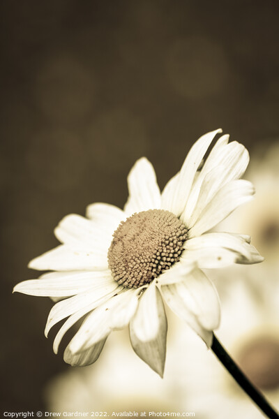 Sepia Daisy Picture Board by Drew Gardner