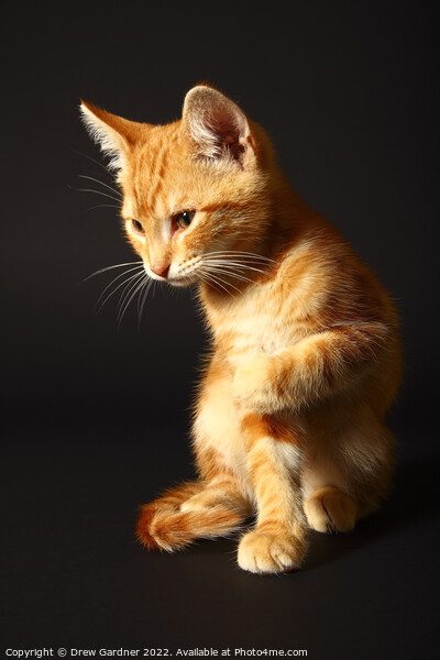 Ginger Kitten Picture Board by Drew Gardner