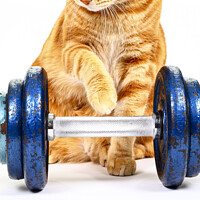 Buy canvas prints of Workout Cat by Drew Gardner