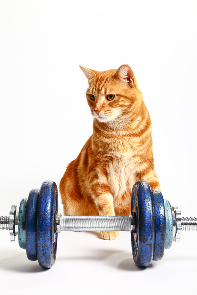 Workout Cat Picture Board by Drew Gardner