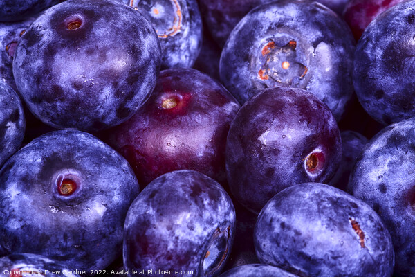 Juicy Blueberries Picture Board by Drew Gardner