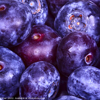 Buy canvas prints of Juicy Blueberries by Drew Gardner