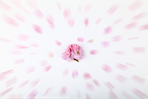 Abstract Tree Blossom Picture Board by Drew Gardner