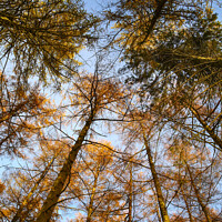 Buy canvas prints of Autumn Trees by Drew Gardner
