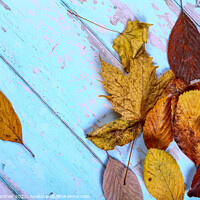 Buy canvas prints of Autumn Leaves by Drew Gardner