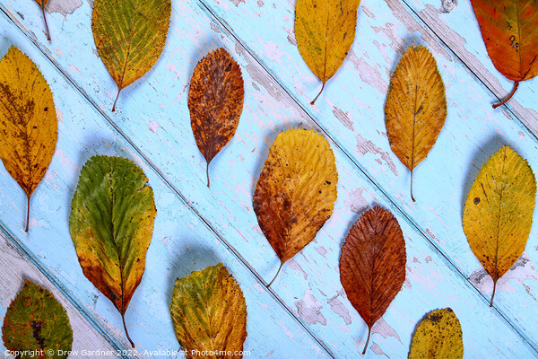 Autumnal Leaves Picture Board by Drew Gardner