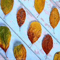 Buy canvas prints of Autumnal Leaves by Drew Gardner
