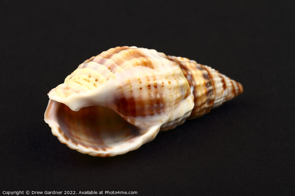 Whelk Seashell Picture Board by Drew Gardner