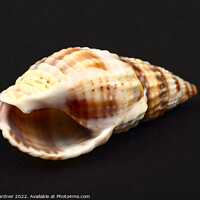 Buy canvas prints of Whelk Seashell by Drew Gardner