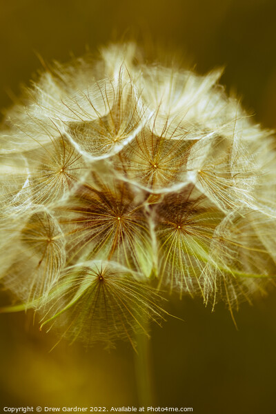 Sepia Dandelion Picture Board by Drew Gardner