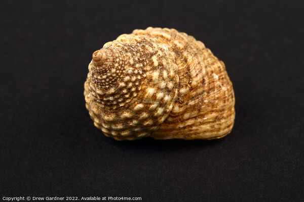 Rock Snail Seashell Picture Board by Drew Gardner