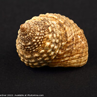 Buy canvas prints of Rock Snail Seashell by Drew Gardner
