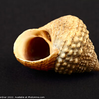 Buy canvas prints of Rock Snail Seashell by Drew Gardner