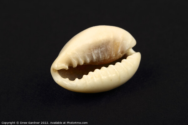 Ring Top Cowry Seashell Picture Board by Drew Gardner