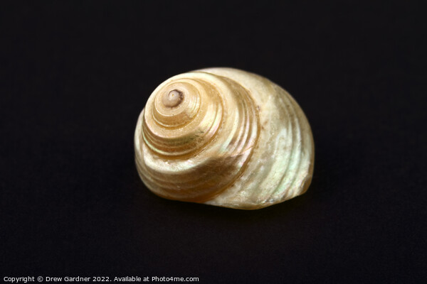 Pearl Venetian Seashell Picture Board by Drew Gardner