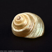 Buy canvas prints of Pearl Venetian Seashell by Drew Gardner