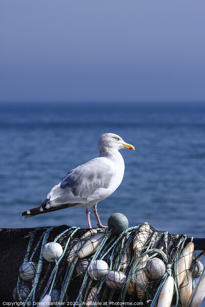 Coastal Seagull Picture Board by Drew Gardner