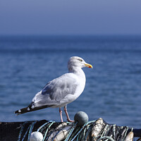 Buy canvas prints of Coastal Seagull by Drew Gardner
