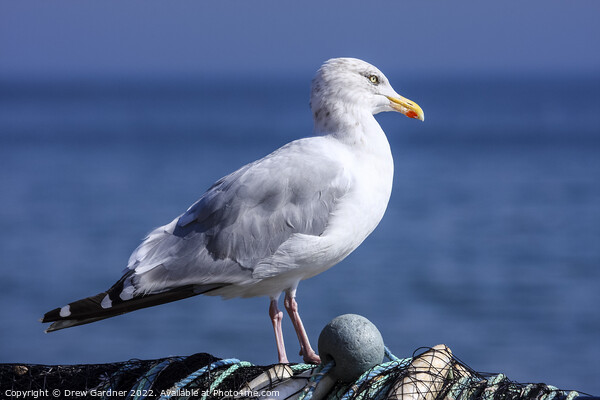 Coastal Seagull Picture Board by Drew Gardner