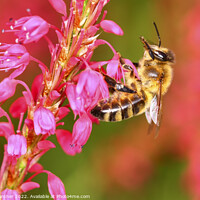 Buy canvas prints of Pollinating Bee by Drew Gardner
