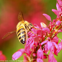 Buy canvas prints of Honeybee by Drew Gardner