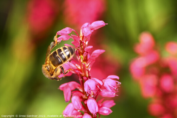 Honeybee Picture Board by Drew Gardner