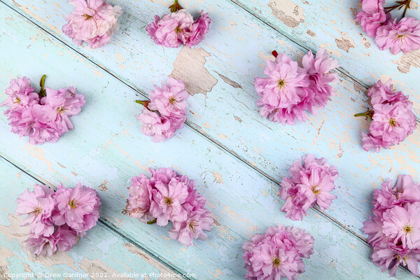 Spring Blossom Picture Board by Drew Gardner