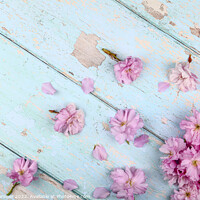 Buy canvas prints of Spring Blossom by Drew Gardner