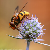 Buy canvas prints of Pollinating Hoverfly by Drew Gardner