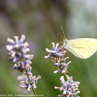 Buy canvas prints of Summer Butterfly by Drew Gardner