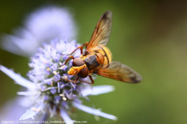 Pollinating Hoverfly Picture Board by Drew Gardner
