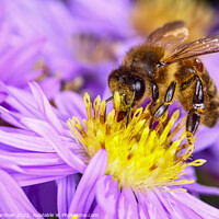 Buy canvas prints of Honeybee by Drew Gardner