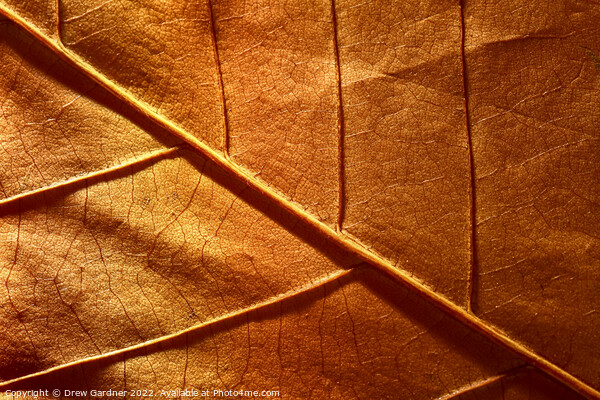 Abstract Autumn Leaf Picture Board by Drew Gardner