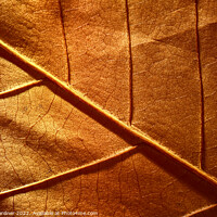 Buy canvas prints of Abstract Autumn Leaf by Drew Gardner