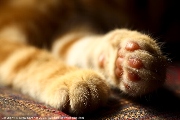 A close up of a cats Paws Picture Board by Drew Gardner