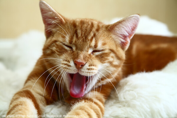Kitten Tired Picture Board by Drew Gardner