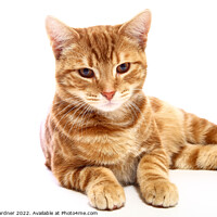 Buy canvas prints of Animal cat by Drew Gardner