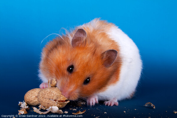 Syrian Hamster Picture Board by Drew Gardner