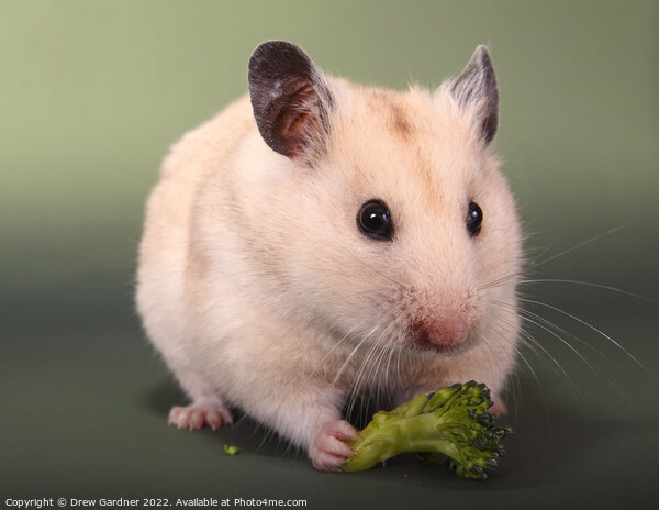 Syrian Hamster  Picture Board by Drew Gardner