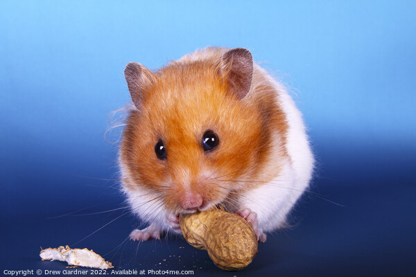 Syrian Hamster Picture Board by Drew Gardner