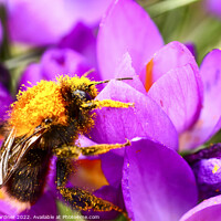 Buy canvas prints of Bee Pollinating by Drew Gardner
