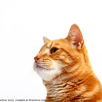 Buy canvas prints of Ginger Tom Cat by Drew Gardner