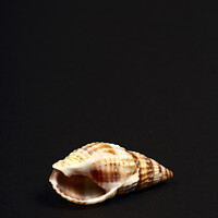 Buy canvas prints of Striped Whelk  by Drew Gardner