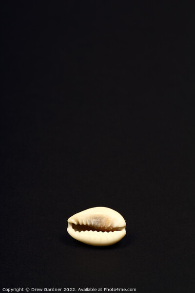 Ring Top Cowry Picture Board by Drew Gardner