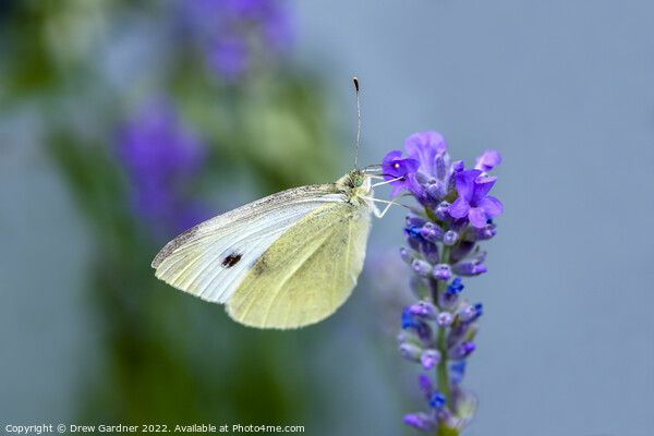 Cabbage White Butterfly Picture Board by Drew Gardner