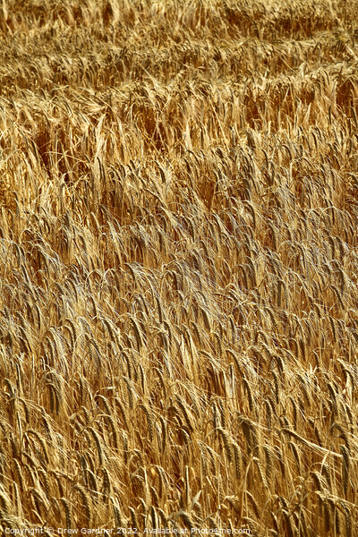 Golden Wheat Picture Board by Drew Gardner