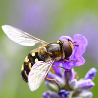 Buy canvas prints of Hoverfly Pollinating by Drew Gardner